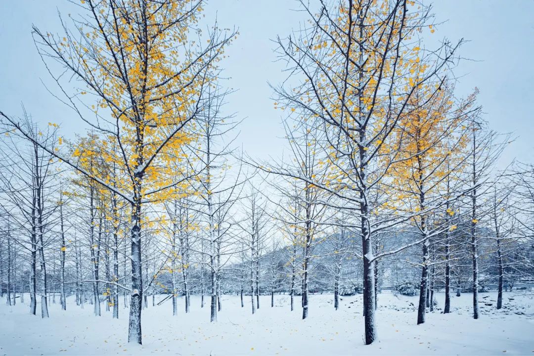 十首梅花诗词,惊艳了整个冬天（冬天雪中梅花优美诗词）