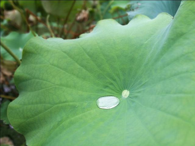 华为手机体验怎么样（华为手机体验好吗）