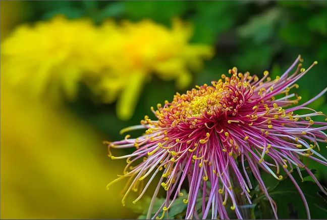 《菊花》古诗不是花中偏爱菊（不是花中偏爱菊此花开尽更无花的诗意）