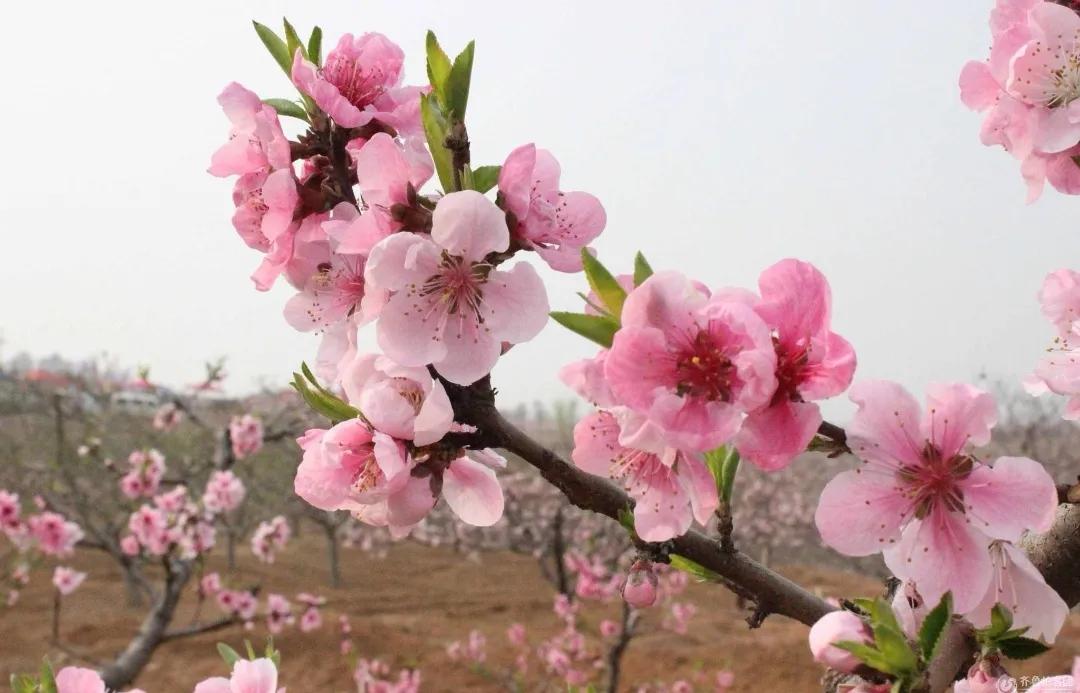 桃花诗句桃之夭夭,灼灼其华（桃之夭夭灼灼其华的诗）