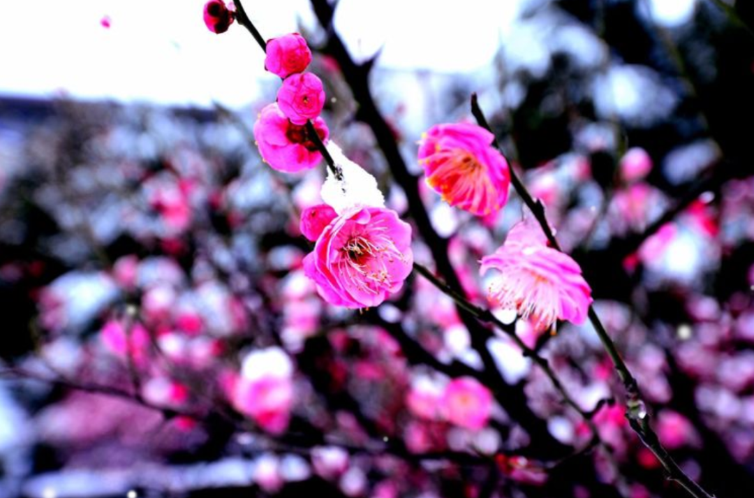 「诗词鉴赏」十首红梅的诗词，看红梅凌寒傲雪，唱响红梅的赞歌