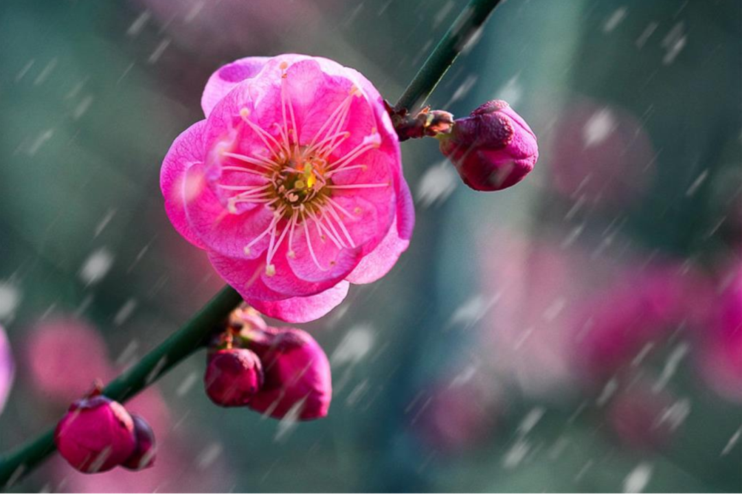 「诗词鉴赏」十首红梅的诗词，看红梅凌寒傲雪，唱响红梅的赞歌