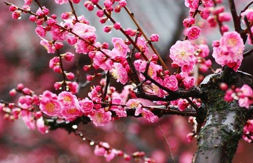 梅花的诗大全100首（梅花诗20首）