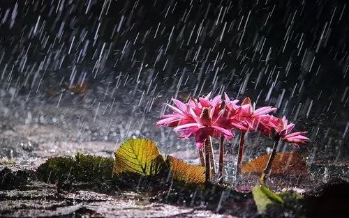 雨后的说说短句子（雨后句子说说）