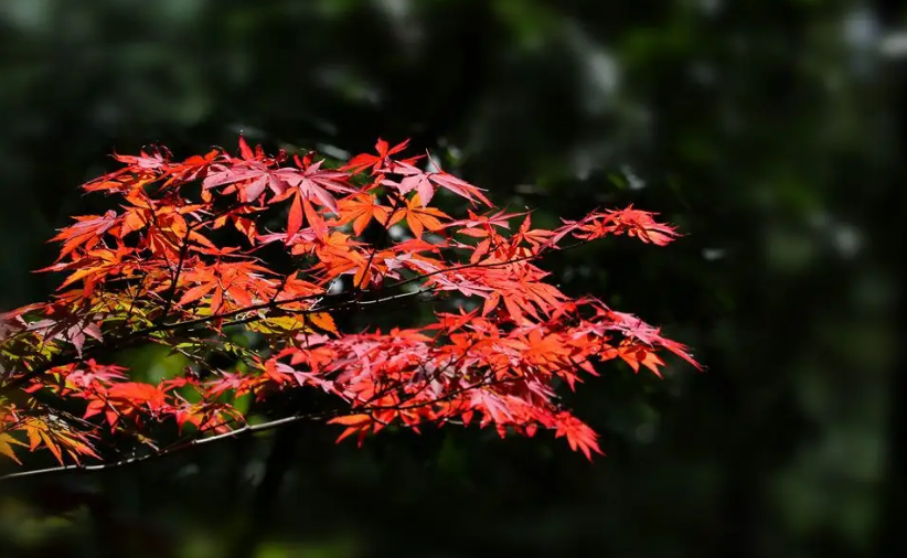 周嗣远 | 林中尽赏鸣禽叫，风雨桥头话夏归（夏天之歌二十五首）