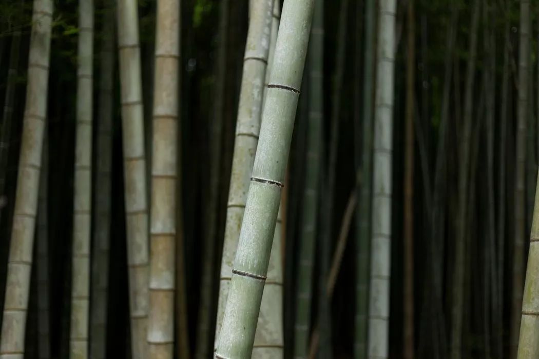 禅诗100首,让心境豁然开朗!（十首小禅诗,人生大境界）