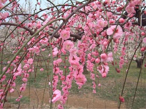 梅花的诗大全100首（梅花诗20首）