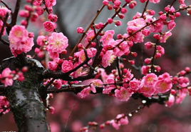 梅花的诗大全100首（梅花诗20首）