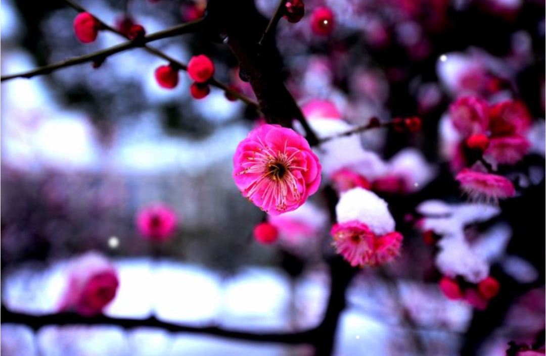 「诗词鉴赏」十首红梅的诗词，看红梅凌寒傲雪，唱响红梅的赞歌