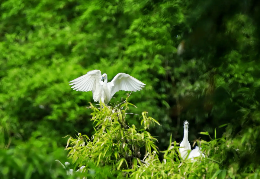 周嗣远 | 林中尽赏鸣禽叫，风雨桥头话夏归（夏天之歌二十五首）