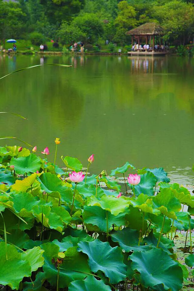 夏至也有九九歌（鲜为人知的夏至九九歌 ）