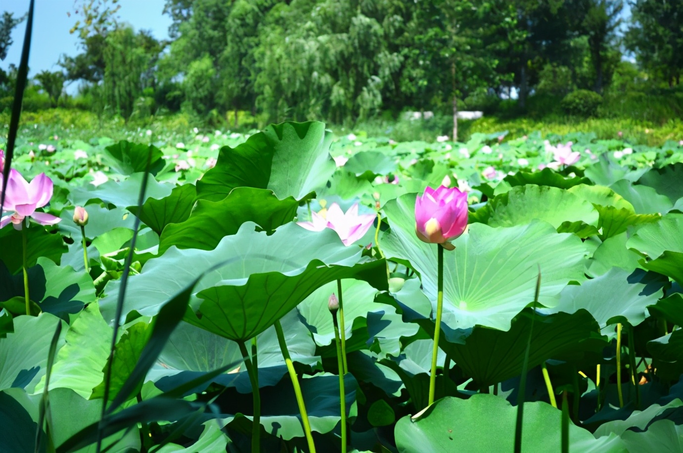 东湖是全国最大的湖（西湖是四大名湖吗）