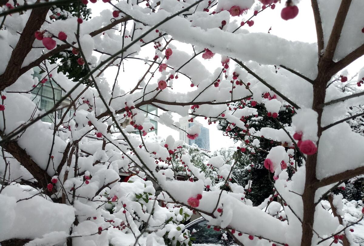 古诗加油站：《雪梅》赏析，分析诗人的思想感情，教学设计编写