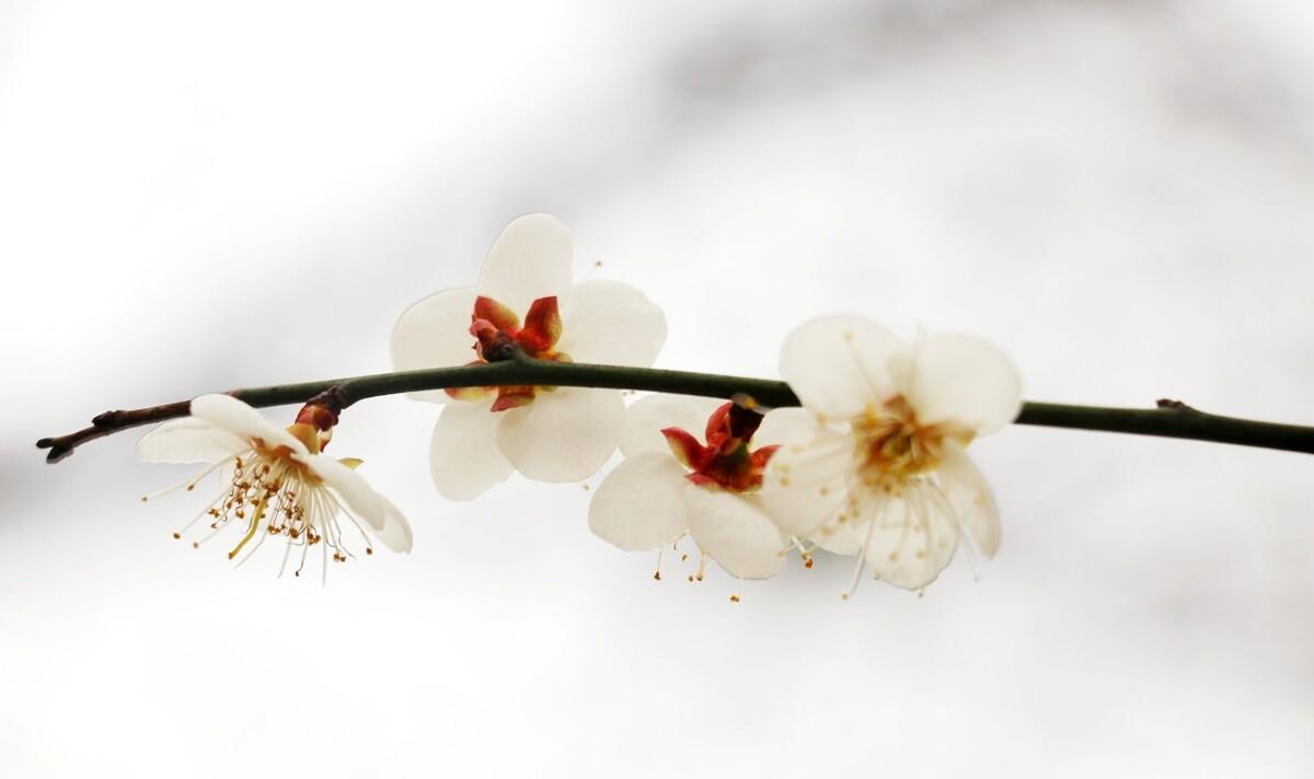 古诗加油站：《雪梅》赏析，分析诗人的思想感情，教学设计编写