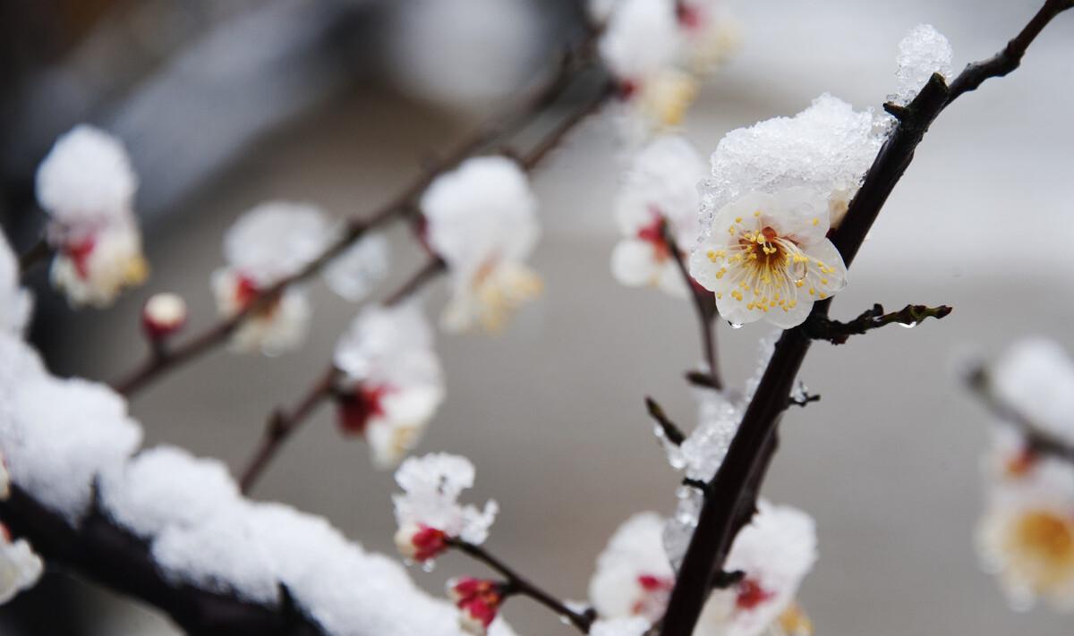 古诗加油站：《雪梅》赏析，分析诗人的思想感情，教学设计编写