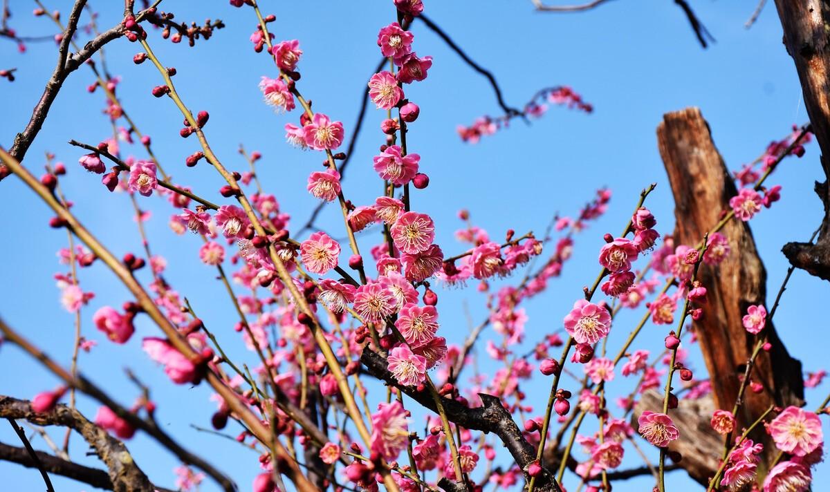 梅花雪中开诗句（梅花这一首诗）