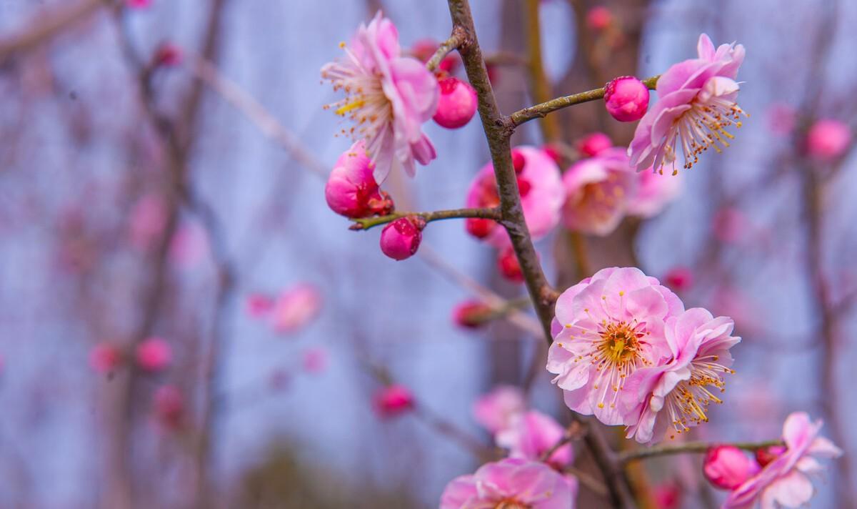 梅花雪中开诗句（梅花这一首诗）