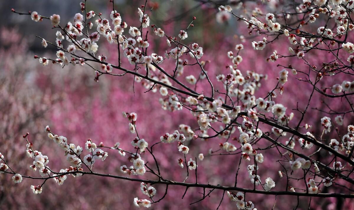 梅花雪中开诗句（梅花这一首诗）