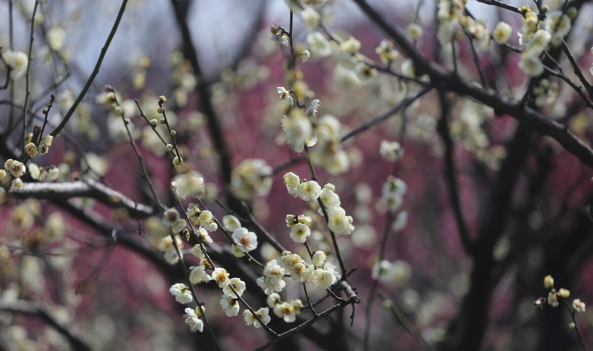 梅花雪中开诗句（梅花这一首诗）