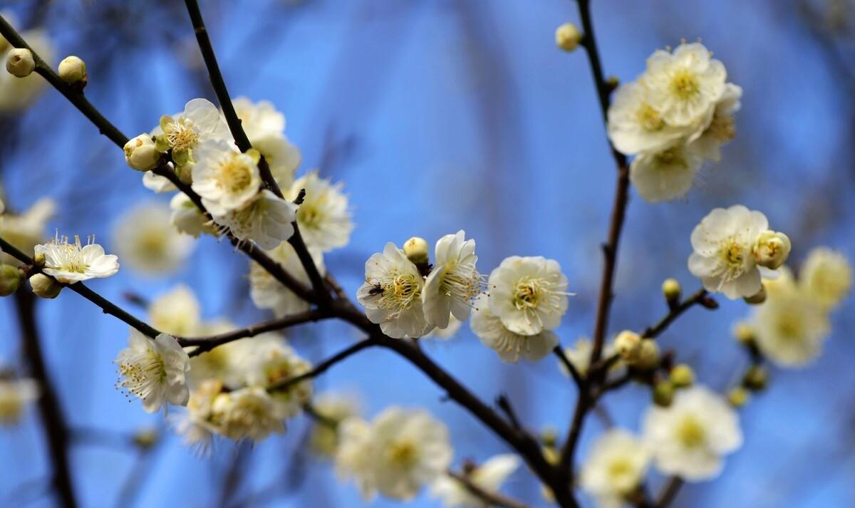 梅花雪中开诗句（梅花这一首诗）