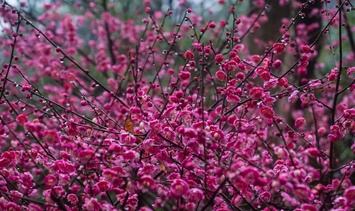 梅花雪中开诗句（梅花这一首诗）