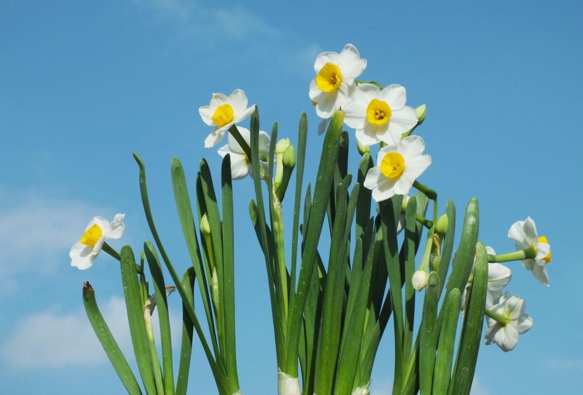 关于水仙花的散文节选（水仙花散文题目）