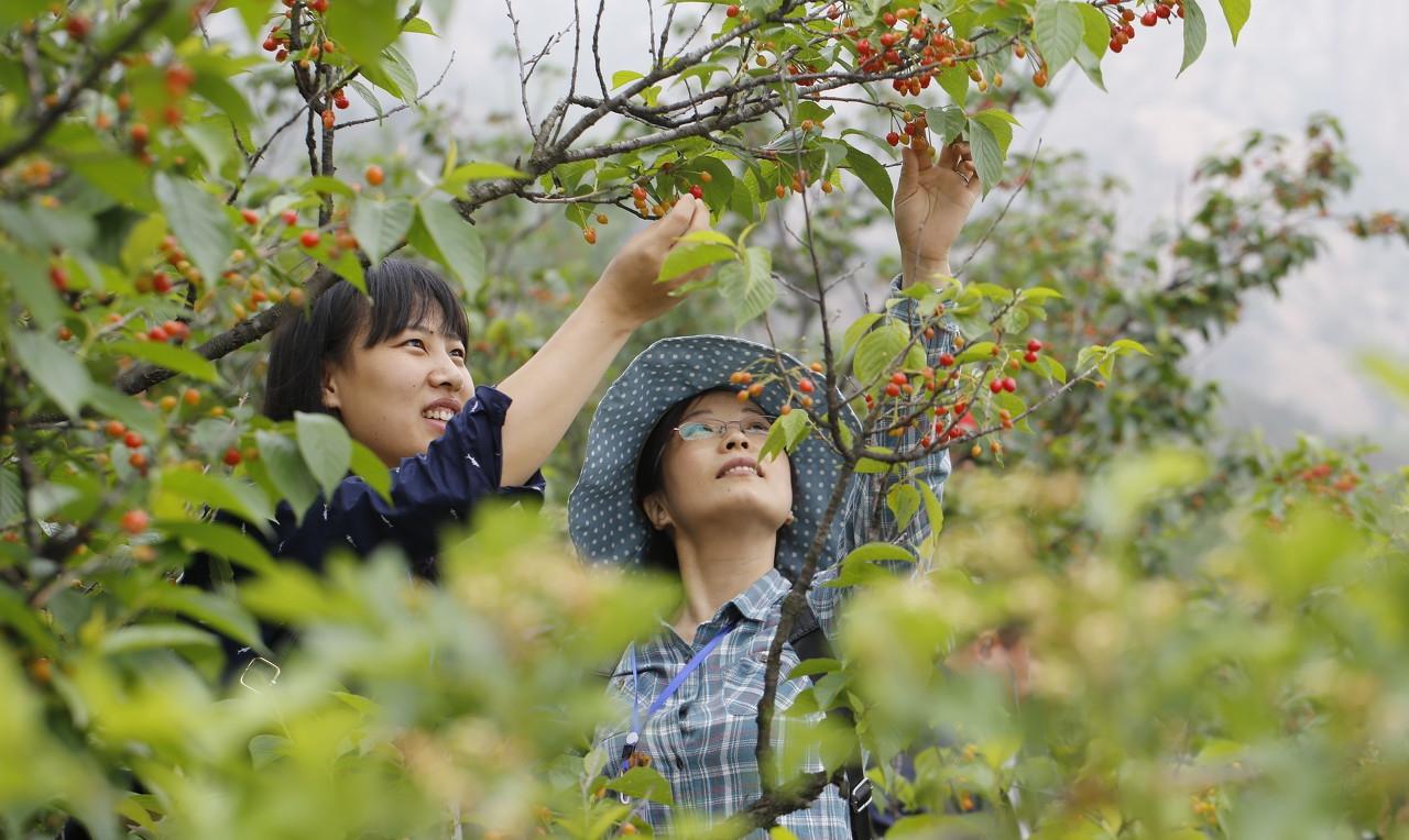 清明古诗和九月九日忆山东兄弟（小升初古诗《九月九日忆山东兄弟》）