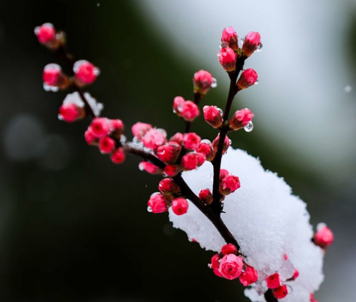 关于春雪的诗句及赏析（表达春雪的诗句）