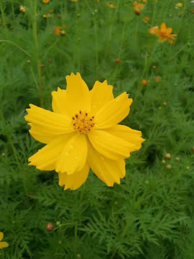 花儿的短诗（那些花儿诗歌）