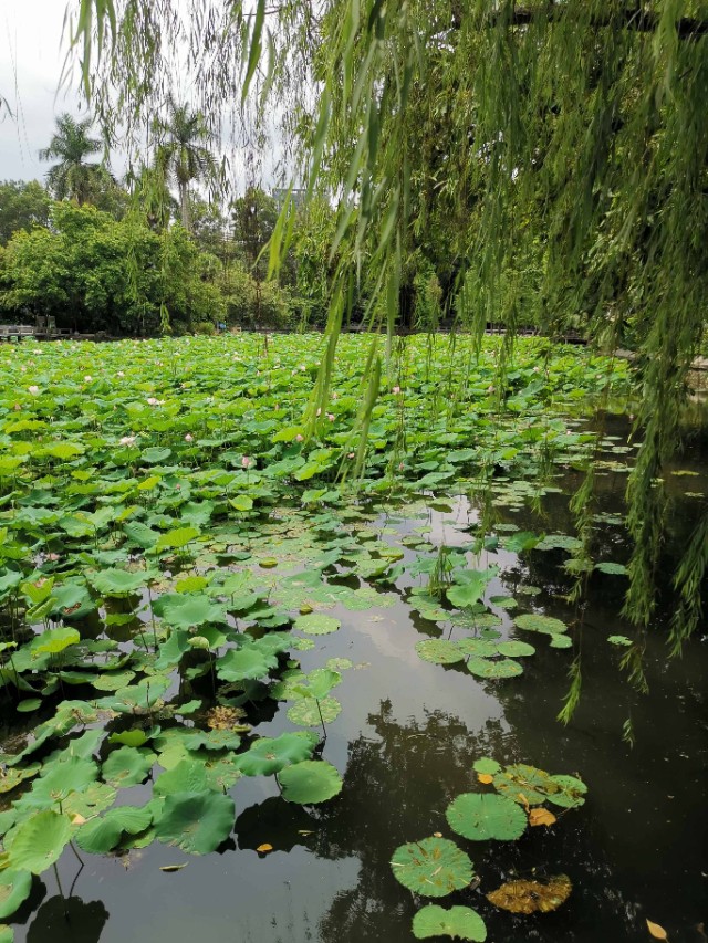 涉江采芙蓉原文及翻译（涉江采芙蓉注释翻译）