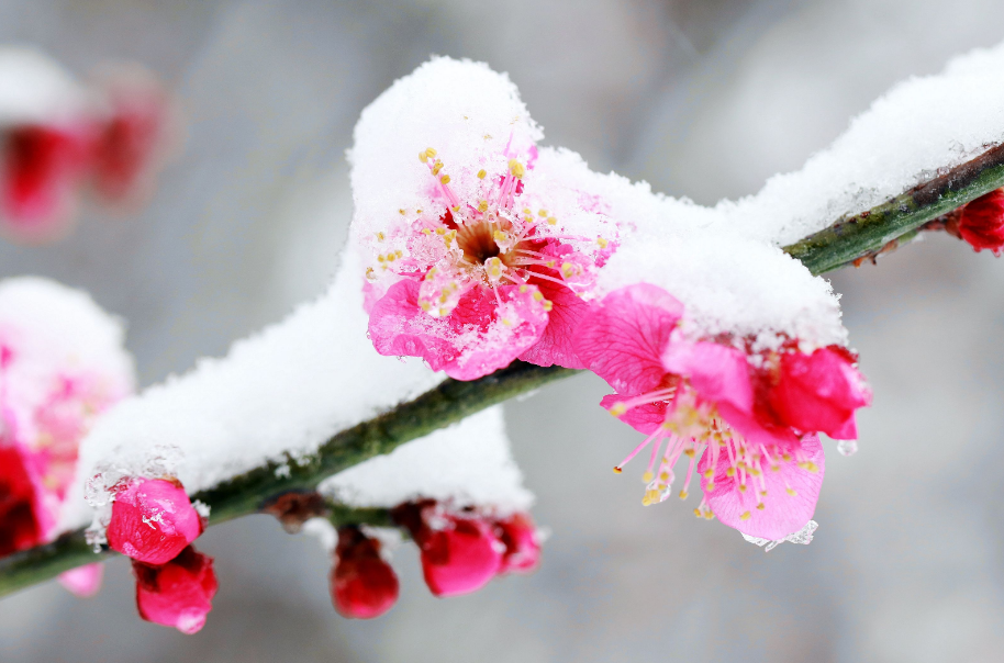 踏雪寻梅七绝古诗（踏雪寻梅诗句集锦）