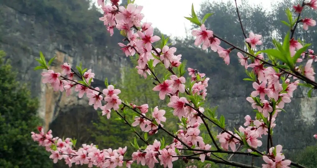 关于桃花最出名的诗句 春天（关于桃花的诗句是）