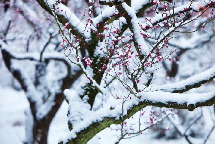 踏雪寻梅七绝古诗（踏雪寻梅诗句集锦）