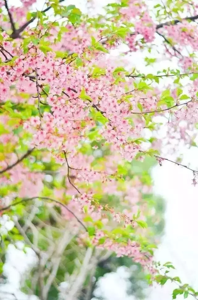 三毛你若盛开清风自来原文（三毛你若盛开清风自来心若浮沉浅笑安然原文）