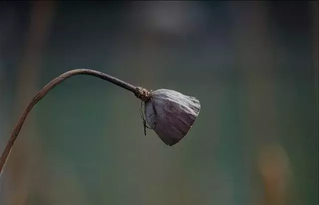 十首白发诗词大全（关于白发的优美诗句）