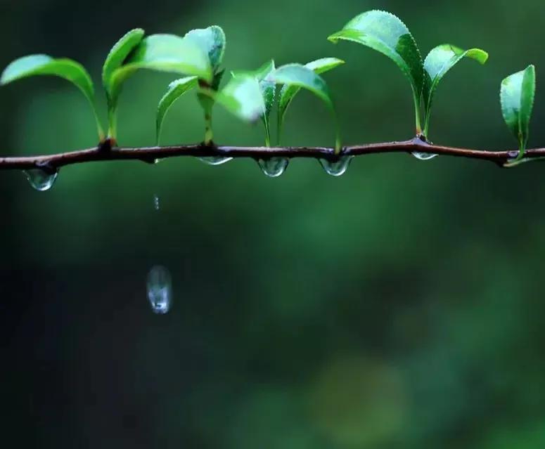 写下雨的诗歌现代诗（下雨 现代诗）