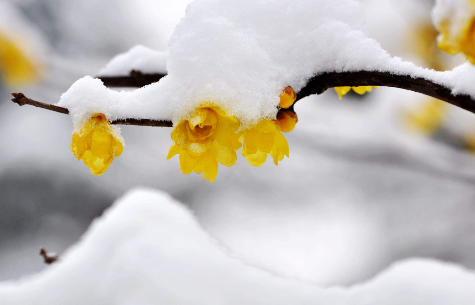 踏雪寻梅七绝古诗（踏雪寻梅诗句集锦）