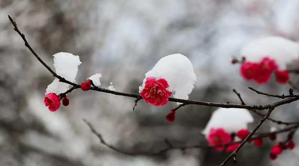 现代梅花诗20首（吟梅花的诗）