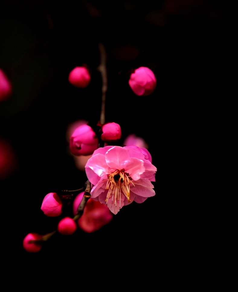 现代梅花诗20首（吟梅花的诗）