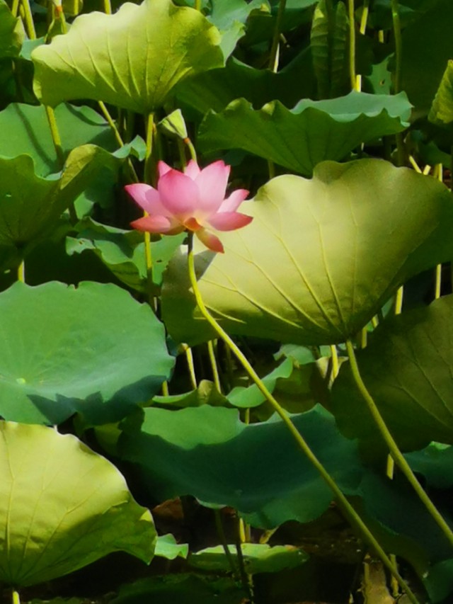 涉江采芙蓉原文及翻译（涉江采芙蓉注释翻译）