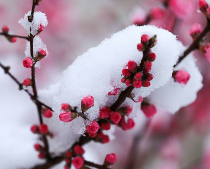 关于春雪的诗句及赏析（表达春雪的诗句）