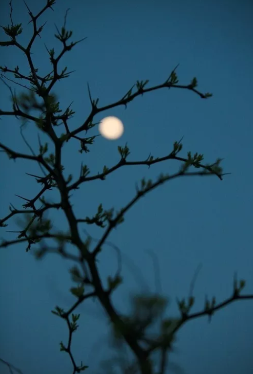 月夜这一首古诗（月夜的思念的诗词）