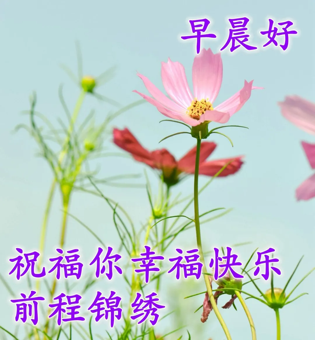 早安短句祝福朋友早安的句子图片（早安朋友祝福语图片大全 简短）