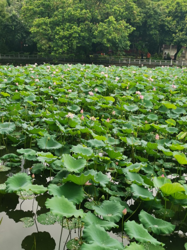 涉江采芙蓉原文及翻译（涉江采芙蓉注释翻译）