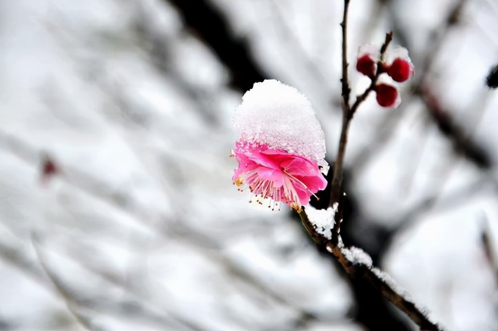 踏雪寻梅七绝古诗（踏雪寻梅诗句集锦）