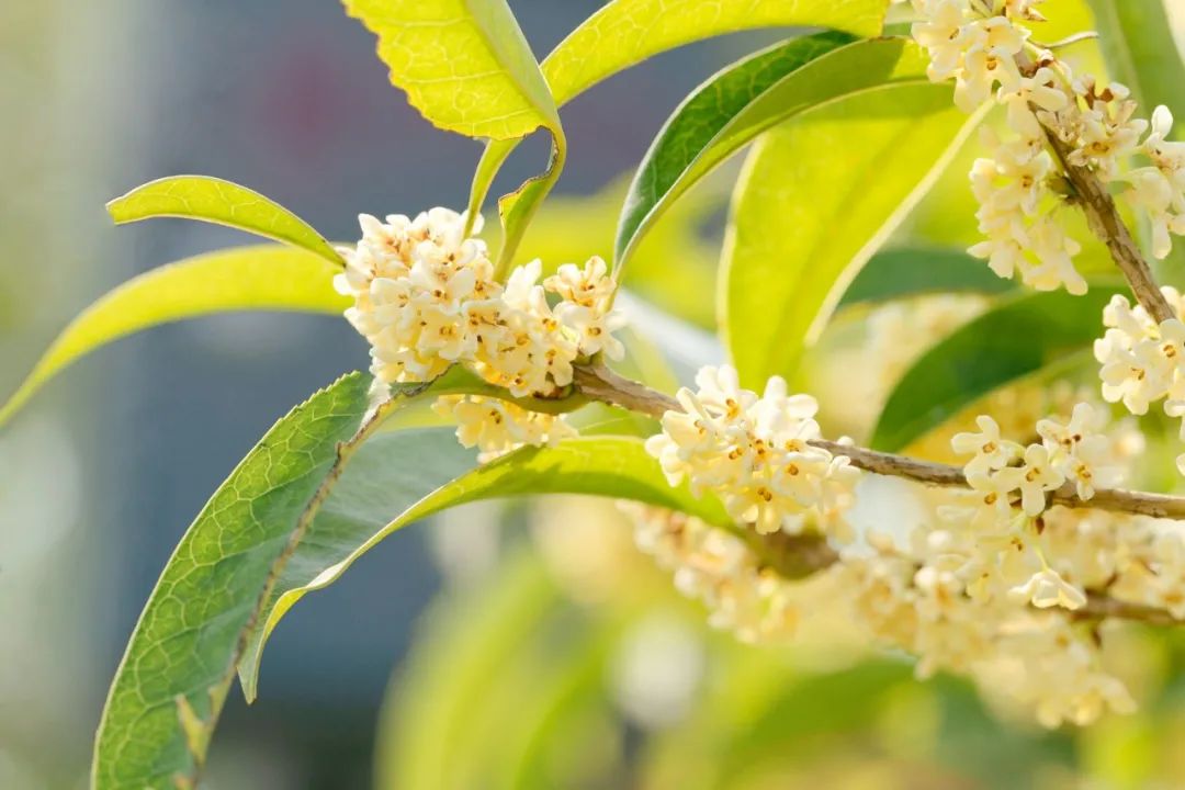 重阳节的古诗10首（赞美重阳的诗）