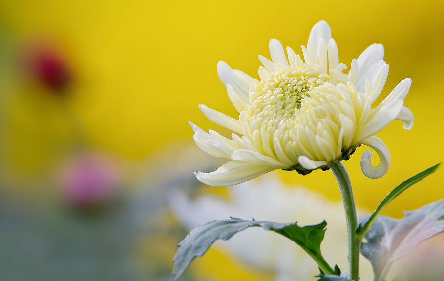 吟菊花七律诗（精选菊花古诗十七首）