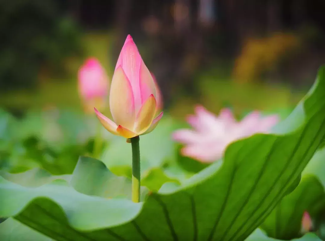 绝美的古文（三十篇绝美小古文）