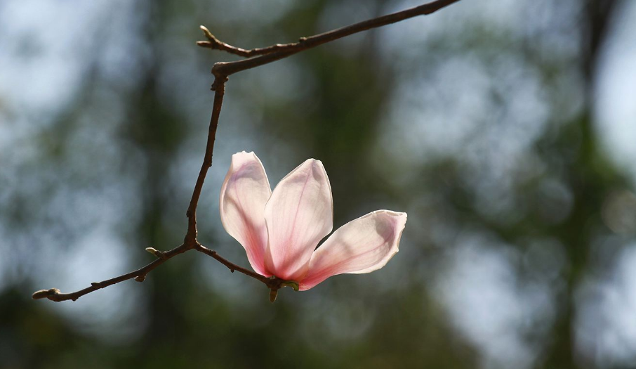 关于玉兰花的诗词赏析（有关玉兰花的诗）