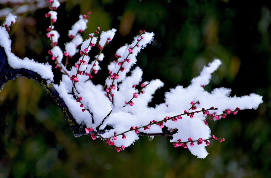 踏雪寻梅七绝古诗（踏雪寻梅诗句集锦）